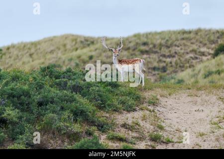 Damhirsch, Dama Dama, Damhirsch Stockfoto