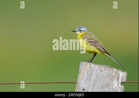 Maennchen, schafstelze Motacilla flava, Männliche western Schafstelze Stockfoto