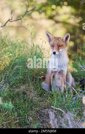 Rotfuchs, Vulpes vulpes, Red Fox Stockfoto