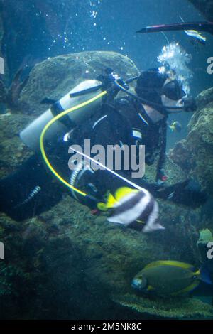 Kampftaucher der 10. Special Forces Group (Airborne) schwimmen in den Salzwassertanks im Denver Aquarium in Denver, Colorado, 25. Februar 2022. Die Taucher schwammen mit über 500 Arten von Meerestieren im Becken. Stockfoto