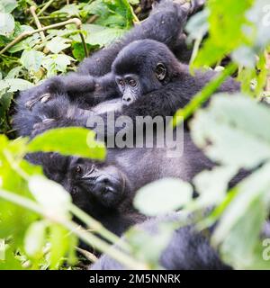 Berggorilla (Gorilla beringei beringei), jung mit Mutter, Uganda Stockfoto