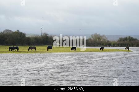 Pferde auf einem Feld mit Überschwemmungen in der Nähe des Dorfes Muchelney in Somerset. Der Meteorologe Simon Partridge von Met Office sagte: "Das Wetter in Großbritannien wird wegen des Wetters in den USA durch weitere nasse und windige Wetterperioden aufgrund der Verstärkung des Jetstroms unruhig bleiben." Foto: Freitag, 30. Dezember 2022. Stockfoto