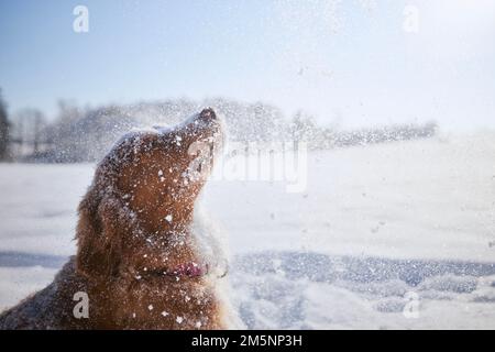 Glücklicher Hund genießt frischen Pulverschnee. Neuschottische Ente in schneebedeckten Landschaften. Stockfoto