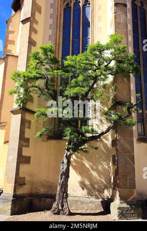 St. Martin's Cathedral ist ein Anblick im historischen Stadtzentrum von Rottenburg am Neckar. Rottenburg am Neckar, Tuebingen, Baden-Württemberg, Deutschland Stockfoto