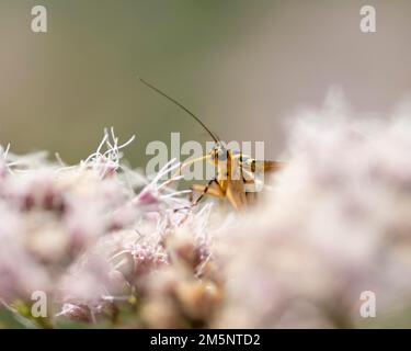 Schmetterling, Jersey-Tiger (Euplagia quadripunctaria), Nektar auf Hanflandwirtschaft lutschen (Eupatorium Cannabinum), Nahaufnahme, Stromleitung auf Runway West Stockfoto