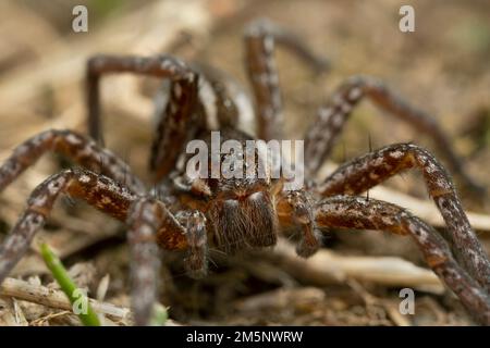 Vorderansicht einer jungen Floßspinne, Dolomedes Fimbriatus am Boden Stockfoto