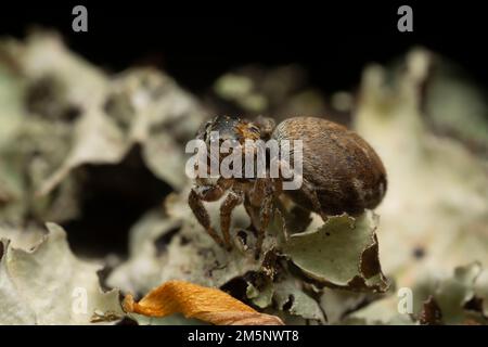 Springspinne, Evarcha falcata auf Holz, Makrofoto Stockfoto