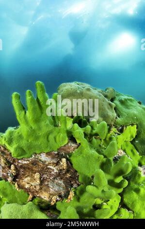 Endemischer Schwamm (Lubomirskia baicalensis), See Baikal, Insel Olkhon, Nationalpark Pribaikalsky, Provinz Irkutsk, Sibirien, Russland Stockfoto