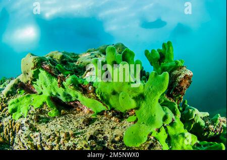 Endemischer Schwamm (Lubomirskia baicalensis), See Baikal, Insel Olkhon, Nationalpark Pribaikalsky, Provinz Irkutsk, Sibirien, Russland Stockfoto