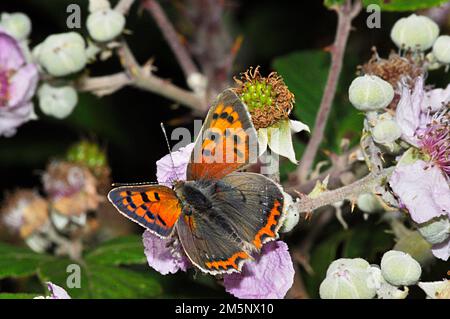 Kleiner Kupferschmetterling „Lycaena phlaeas“ auf Brombeerblüte, Juli und August, Kalksteingrasland; auf den Mendip Hügeln in Somerset. Stockfoto