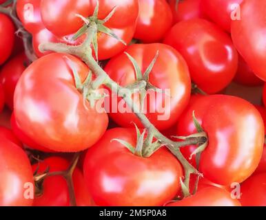 Nahaufnahme frischer ganzer Reben-Tomaten Stockfoto