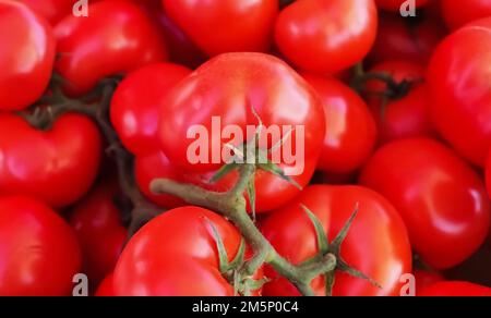 Nahaufnahme frischer ganzer Reben-Tomaten Stockfoto