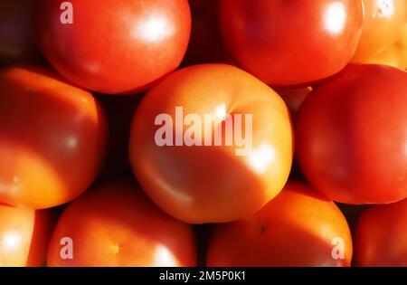 Nahaufnahme frischer ganzer Reben-Tomaten Stockfoto