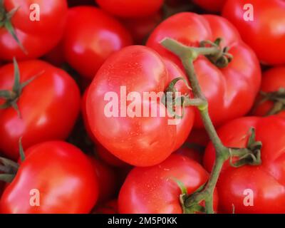 Nahaufnahme frischer ganzer Reben-Tomaten Stockfoto