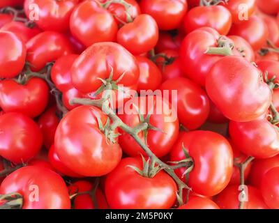 Nahaufnahme frischer ganzer Reben-Tomaten Stockfoto