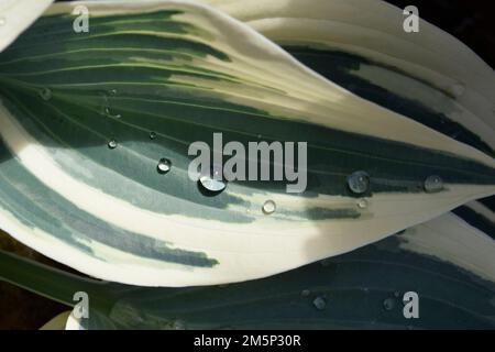 Regentropfen auf Hosta-Blättern Stockfoto