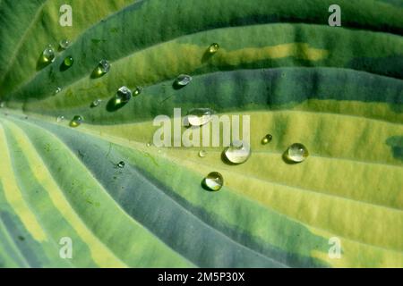 Regentropfen auf Hosta-Blättern Stockfoto