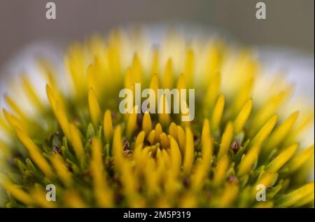 Lilafarbener Coneflower in Nahaufnahme Stockfoto