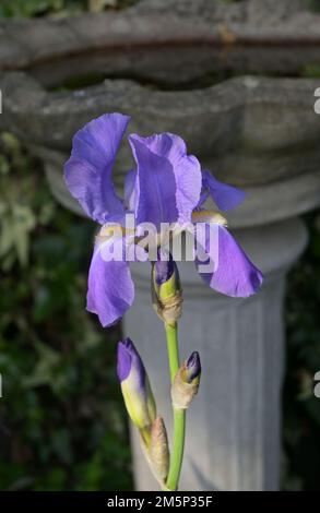 blüten und Knospen der iris Stockfoto