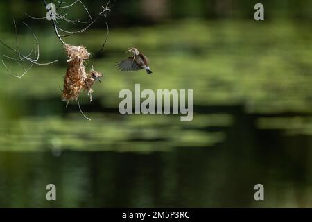 Ein Honeyeater mit Braunrücken befindet sich mitten im Flug zu seinem Nest mit Nistmaterial im Cattana Wetlands in Cairns, Queensland, Australien. Stockfoto