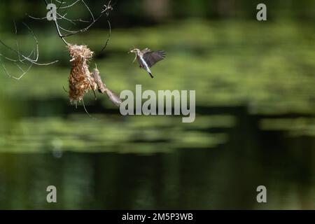 Ein Honeyeater mit Braunrücken befindet sich mitten im Flug zu seinem Nest mit Nistmaterial im Cattana Wetlands in Cairns, Queensland, Australien. Stockfoto