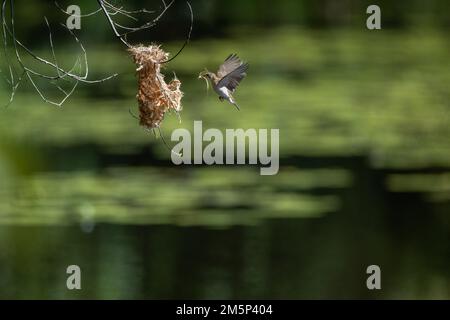 Ein Honeyeater mit Braunrücken befindet sich mitten im Flug zu seinem Nest mit Nistmaterial im Cattana Wetlands in Cairns, Queensland, Australien. Stockfoto