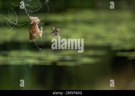 Ein Honeyeater mit Braunrücken befindet sich mitten im Flug zu seinem Nest mit Nistmaterial im Cattana Wetlands in Cairns, Queensland, Australien. Stockfoto