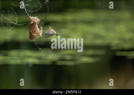Ein Honeyeater mit Braunrücken befindet sich mitten im Flug zu seinem Nest mit Nistmaterial im Cattana Wetlands in Cairns, Queensland, Australien. Stockfoto