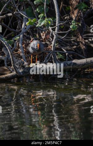 Ein erwachsener Dusky Moorhen und eine Tussi zeigen Schutzverhalten im Natur- und Vogelschutzgebiet des Macintosh Park in Surfers Paradise, Queensland, Australien. Stockfoto