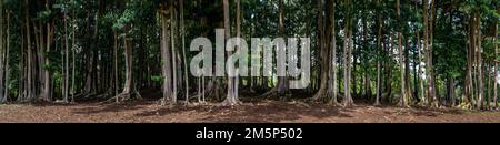 MORTON BAY FEIGEN HANUMAN KLOSTER KAPAA KAUAI HAWAII USA Stockfoto