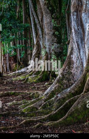 MORTON BAY FEIGEN HANUMAN KLOSTER KAPAA KAUAI HAWAII USA Stockfoto