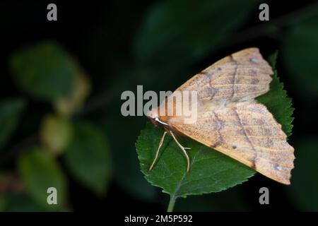 Makrofoto eines gefiederten Dorns auf dem Blatt im Wald. Unscharfer grüner Hintergrund. Stockfoto