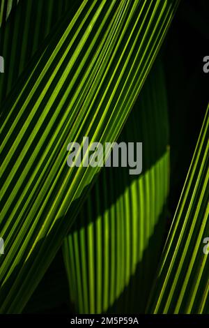 ALLERTON & MCBRYDE GARDENS NATIONALER TROPISCHER BOTANISCHER GARTEN KOLOA KAUAI HAWAII USA Stockfoto