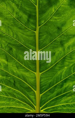 TARO ALLERTON & MCBRYDE GARDENS NATIONALER TROPISCHER BOTANISCHER GARTEN KOLOA KAUAI HAWAII USA Stockfoto