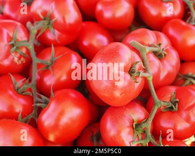 Nahaufnahme frischer ganzer Reben-Tomaten Stockfoto