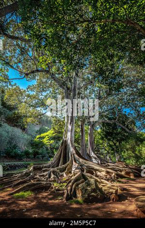 MORTON BAY FIG ALLERTON & MCBRYDE GARDENS NATIONALER TROPISCHER BOTANISCHER GARTEN KOLOA KAUAI HAWAII USA Stockfoto