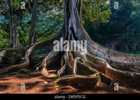 MORTON BAY FIG ALLERTON & MCBRYDE GARDENS NATIONALER TROPISCHER BOTANISCHER GARTEN KOLOA KAUAI HAWAII USA Stockfoto