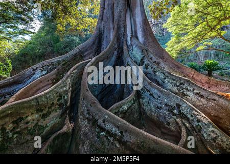 MORTON BAY FIG ALLERTON & MCBRYDE GARDENS NATIONALER TROPISCHER BOTANISCHER GARTEN KOLOA KAUAI HAWAII USA Stockfoto