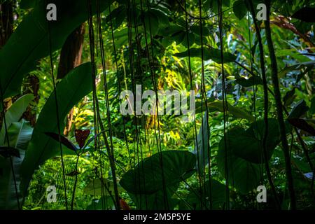 HAWAII TROPICAL BIORESERVE & GARDEN HILO HAWAII HAWAII USA Stockfoto