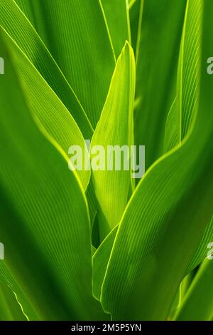 HAWAII TROPICAL BIORESERVE & GARDEN HILO HAWAII HAWAII USA Stockfoto