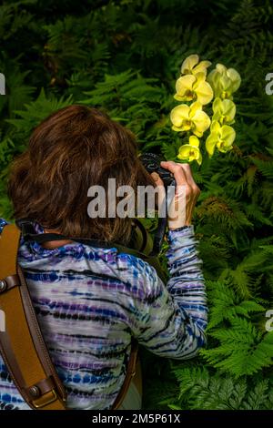 HAWAII TROPICAL BIORESERVE & GARDEN HILO HAWAII HAWAII USA Stockfoto