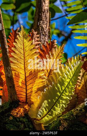HAWAII TROPICAL BIORESERVE & GARDEN HILO HAWAII HAWAII USA Stockfoto