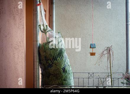 Weimar, Deutschland. 24. Dezember 2022. Eine Tanne wird nach dem Kauf in ein Netz gewickelt und steht auf dem Balkon einer Wohnung in einem Apartmentgebäude. Traditionell sind die Weihnachtsbäume an Heiligabend mit echten Kerzen oder Feenlichtern dekoriert, sowie mit Kugeln, farbigen Stoffbögen und kleinen Figuren. Kredit: Soeren Stache/dpa/Alamy Live News Stockfoto