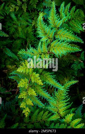 HAWAII TROPICAL BIORESERVE & GARDEN HILO HAWAII HAWAII USA Stockfoto