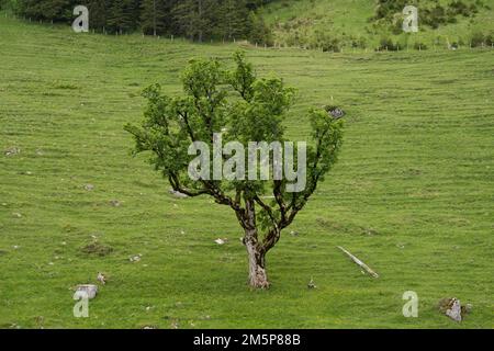 Ein grüner Baum auf grünem Hintergrund in der Schweiz in den schweizer alpen Stockfoto