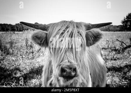 Ein schottischer weißer Highlander im Heidenland in Drenthe (Niederlande) Stockfoto