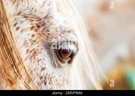 Weiße Lusitano-Stute, Augendetails aus der Nähe, Pferdeaugen und Mähne. Stockfoto