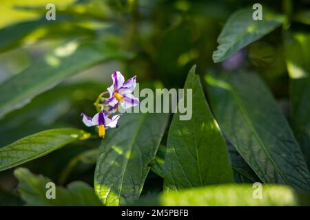 Blüte von Solanum muricatum, draußen mit vielen grünen Blättern. Stockfoto