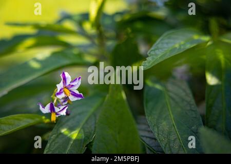 Blüte von Solanum muricatum, draußen mit vielen grünen Blättern. Stockfoto