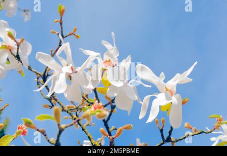 Zweig blühender weißer Magnolien auf blauem Himmelshintergrund Stockfoto